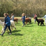 Alpaca walk past bluebell woods