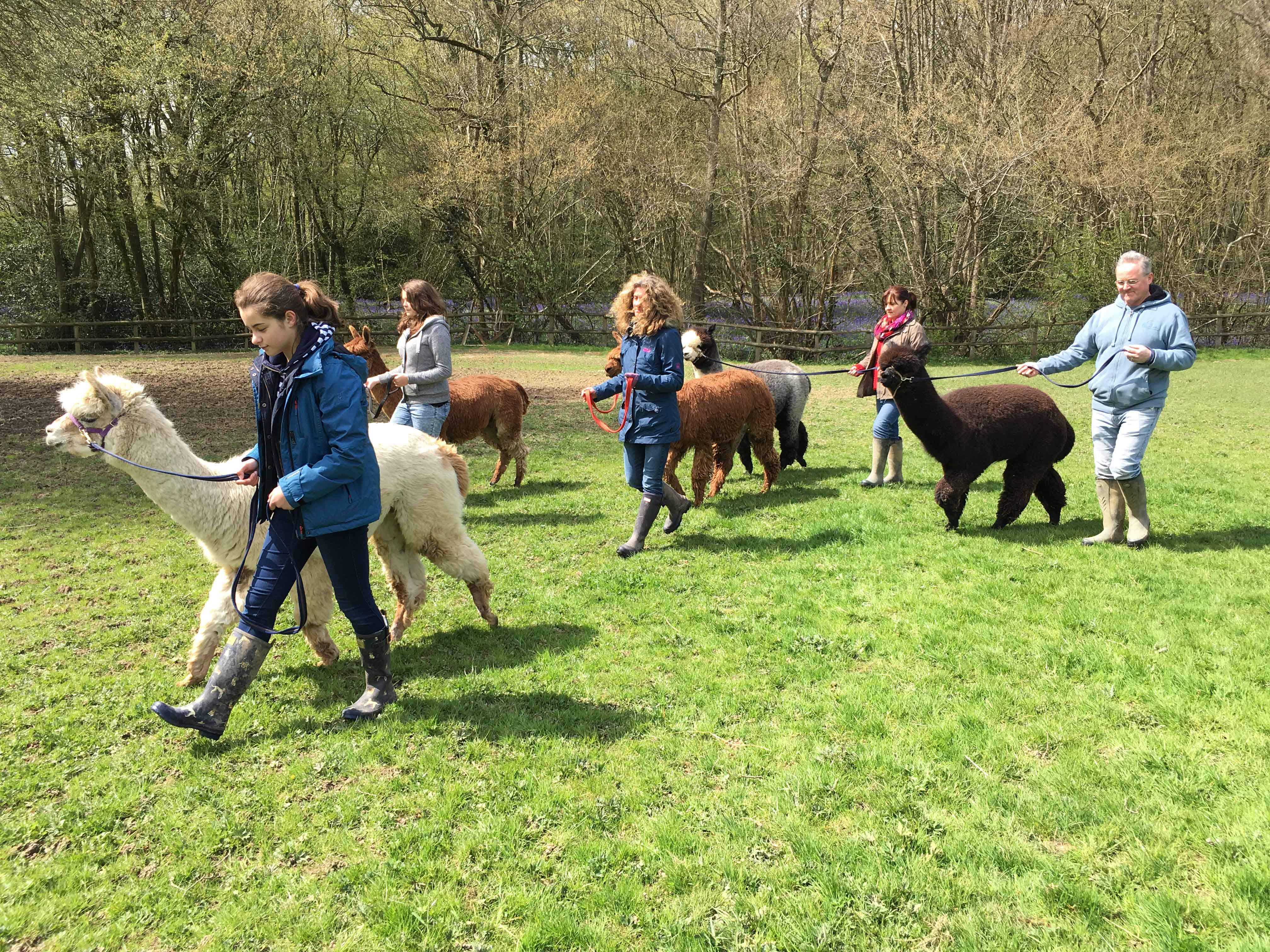Spring alpaca walk Alpaca Walking Spring Farm Alpacas