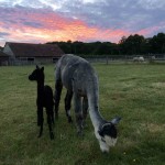 Mum and baby alpaca at Spring Farm