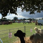 Fletching festival alpacas