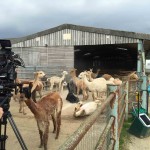 TV film crew with alpacas