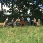 Alpaca trekking at Alpaca walking with spring farm alpacas