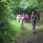 Green lane alpaca trekking