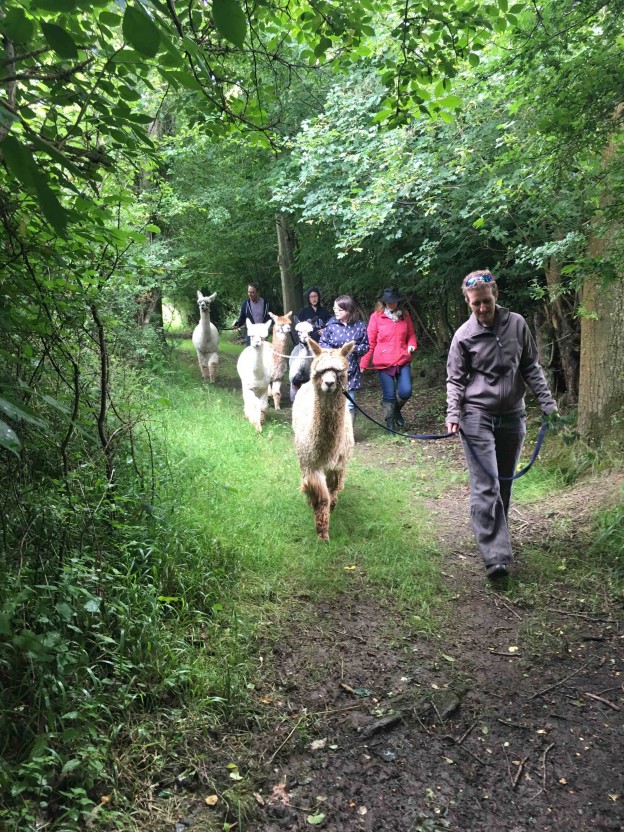 Green lane alpaca trekking