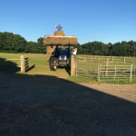 Hay making at alpaca walking