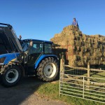 Alpaca trekking takes second stage to hay making