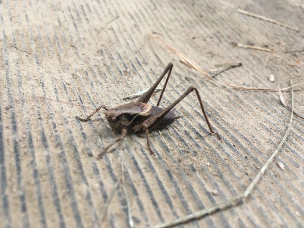 Dark bush cricket at Spring Farm Alpacas