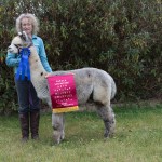 Reserve champion grey huacaya alpaca