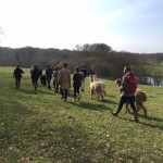 Alpaca walk in Springtime in Sussex