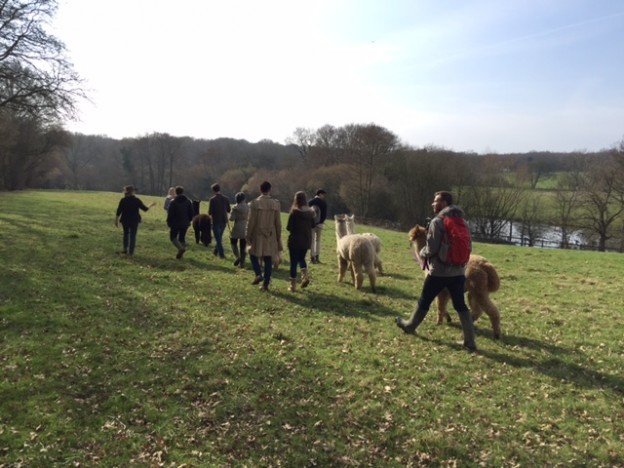 Alpaca walk in Springtime in Sussex