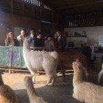 Club visit to alpaca farm