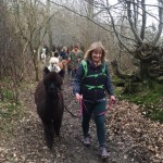 Alpacas walking in spring