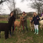 Alpacas in sussex in Spring