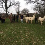 Alpaca walks and llama walks