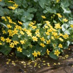 April wild flowers in sussex