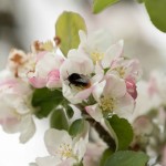 April wild flowers - apple blossom