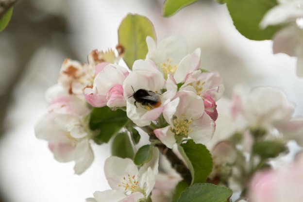 April wild flowers - apple blossom