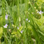 spring farm's April wild flowers