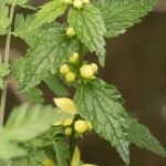 April wild flowers in east sussex