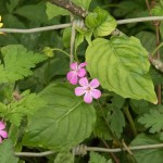 April wild flowers in east sussex in spring