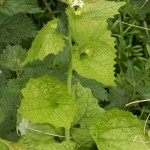 wild flowers of england