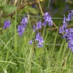 Bluebells in sussex