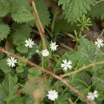 April wild flowers on edge of woodland