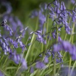 Bluebell wood in full bloom