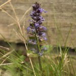 wild flowers of April in sussex