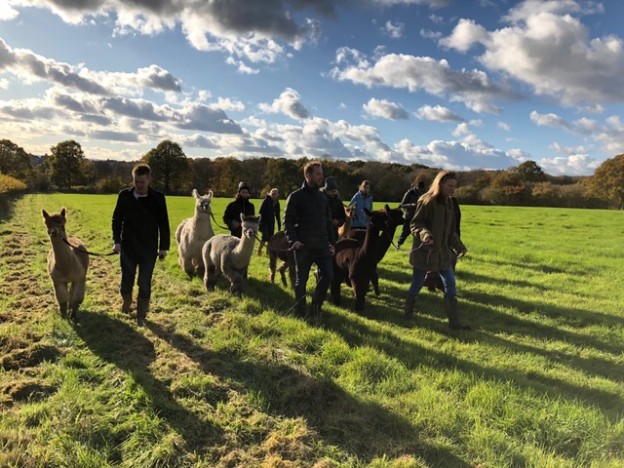 Walk with alpacas in sussex