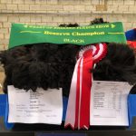 Phoenix - Reserve Champion black huacaya fleece