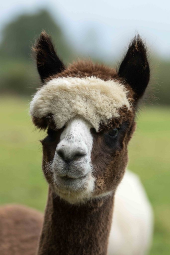 Adopt an alpaca Lazarus