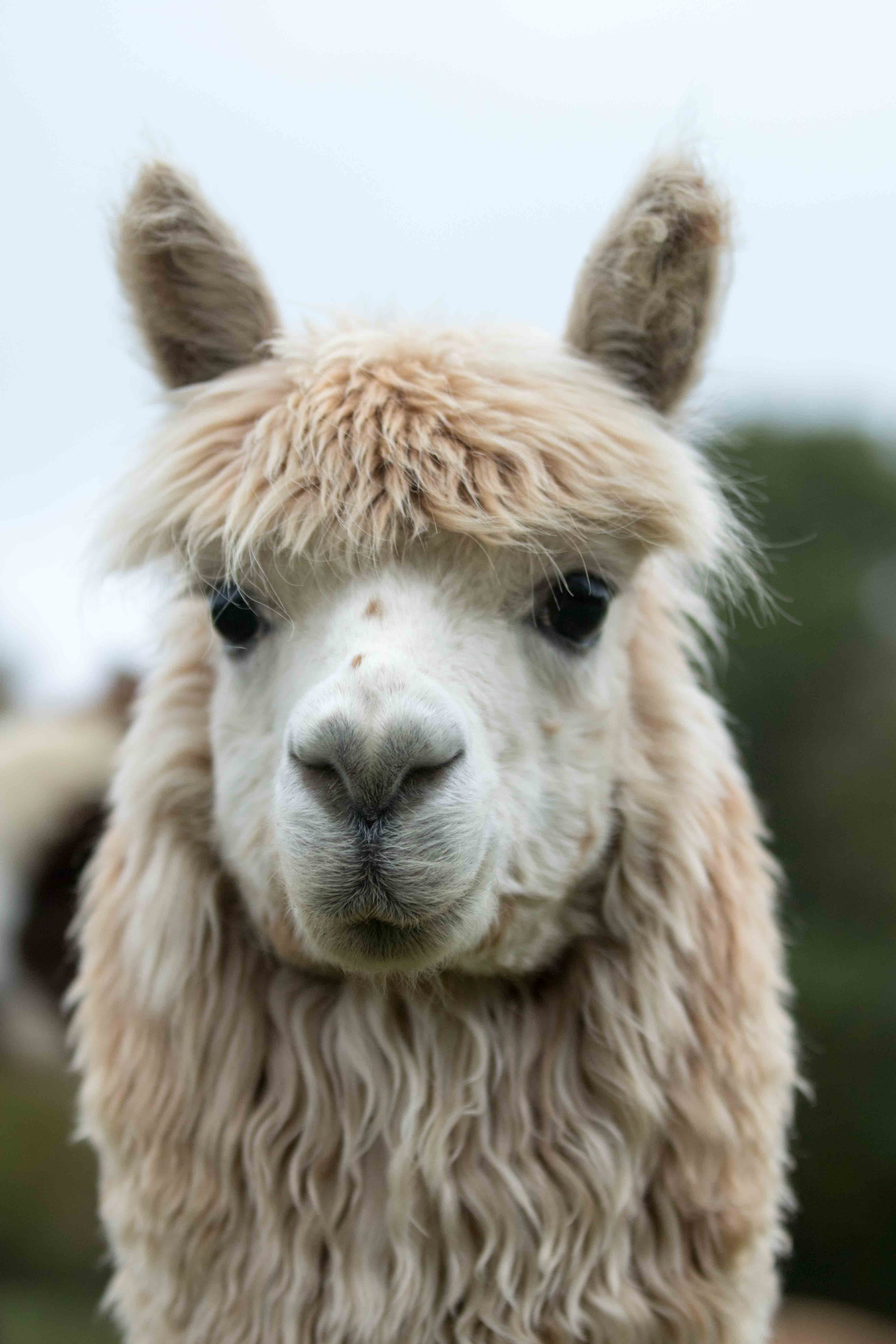 Rillian Alpaca Walking Spring Farm Alpacas