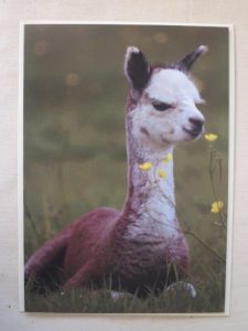 alpaca xmas card