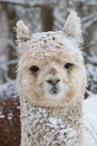 alpaca christmas card