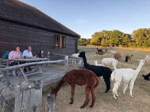 lodge at spring farm alpacas with a view