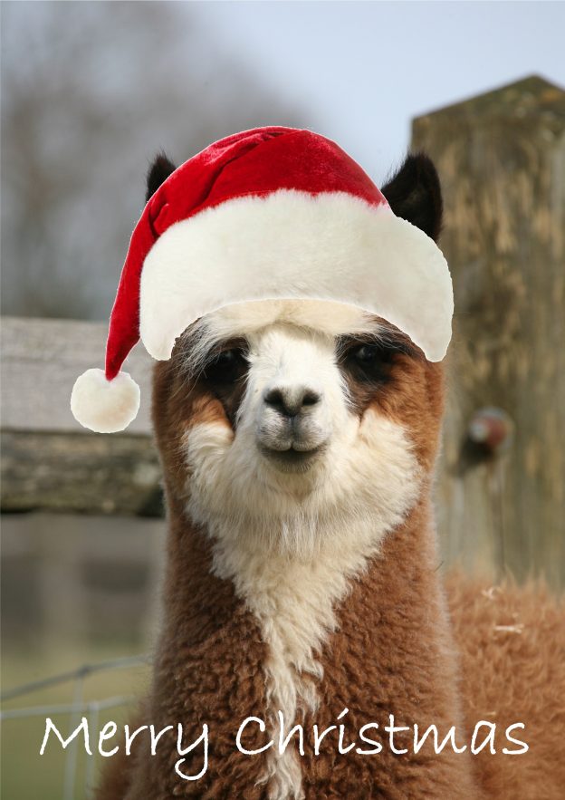 Alpaca christmas card as santa