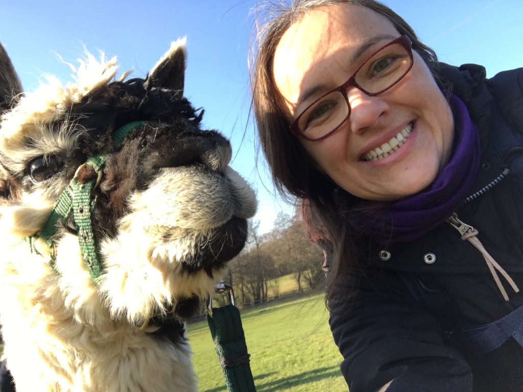 Alpaca selfies