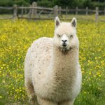 Alpaca walks with superman