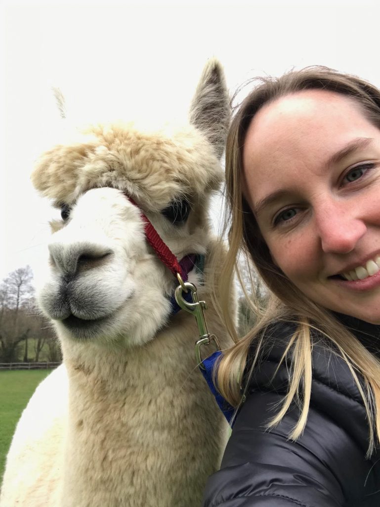 Alpaca selfies