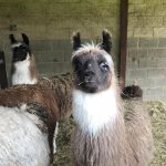 Walking llamas in sussex