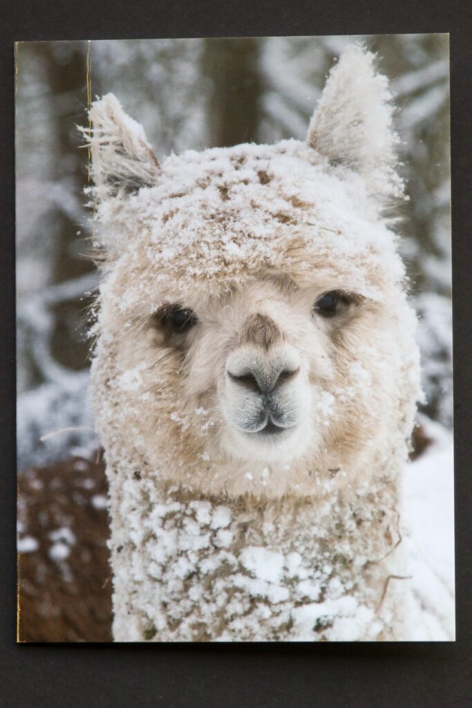 Alpaca xmas card