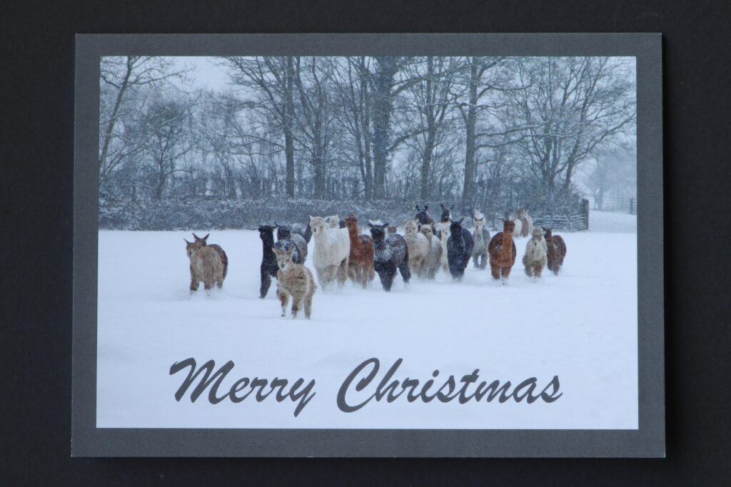 Alpaca Christmas card