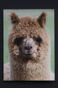 Cute alpaca card