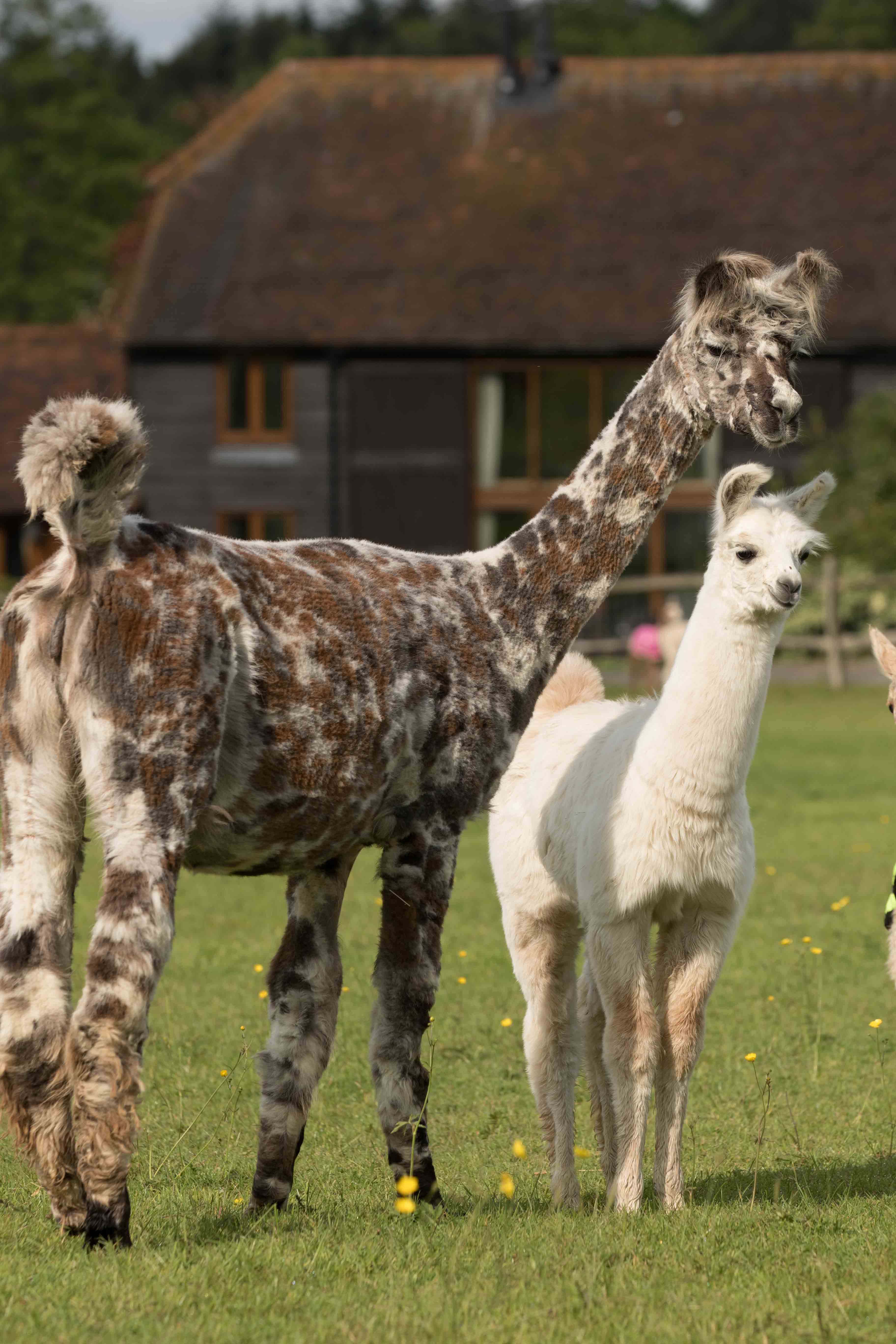 Mandola And Merlin Alpaca Walking Spring Farm Alpacas