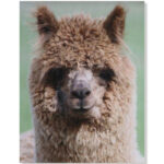 JoJo the alpaca - alpaca photo card
