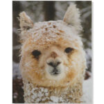 Alpaca in the snow - alpaca photo card