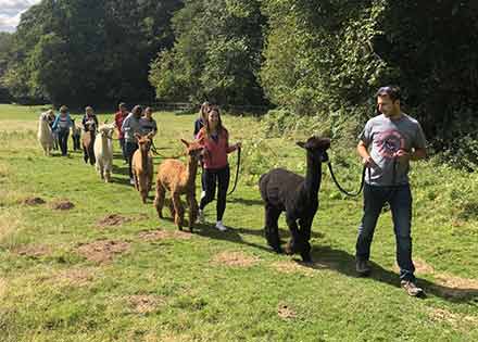 ALPACA WALKING