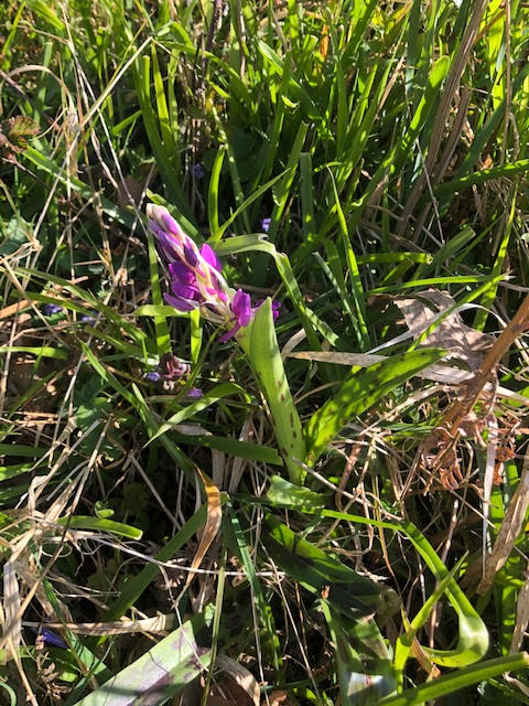 Early purple orchid