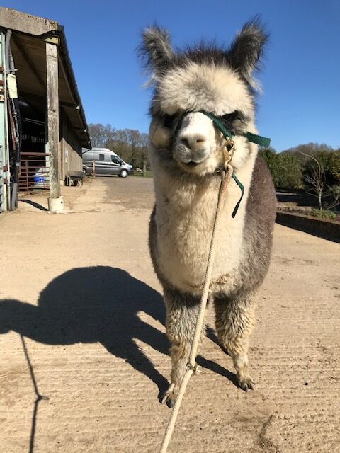 Halter training Violet